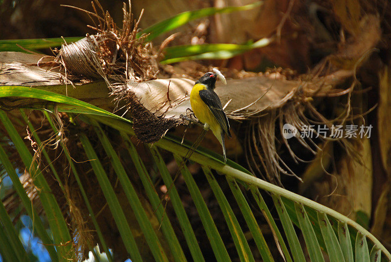 Bananaquit palmleaf。